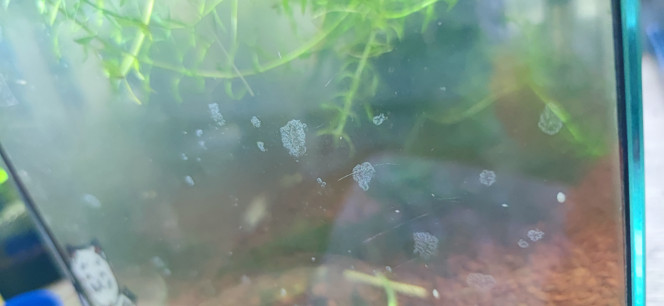 Photographie du post de Ryuu 