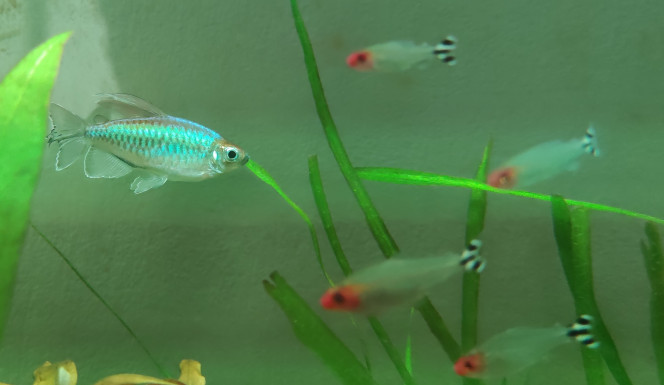 Tetra du congo + Nez rouges 