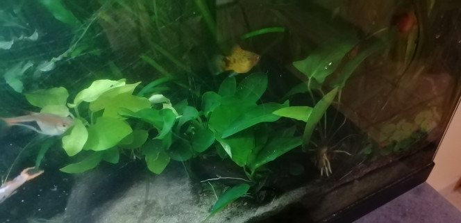 Photographie du post de Aquagarden83 