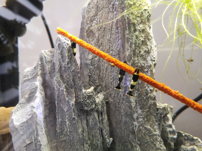 Photographie du post de Wakame 
