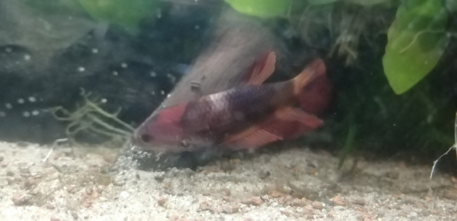 Photographie du post de Aquagarden83 