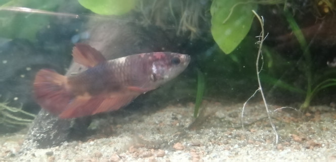 Photographie du post de Aquagarden83 