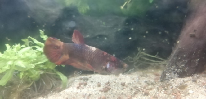 Photographie du post de Aquagarden83 