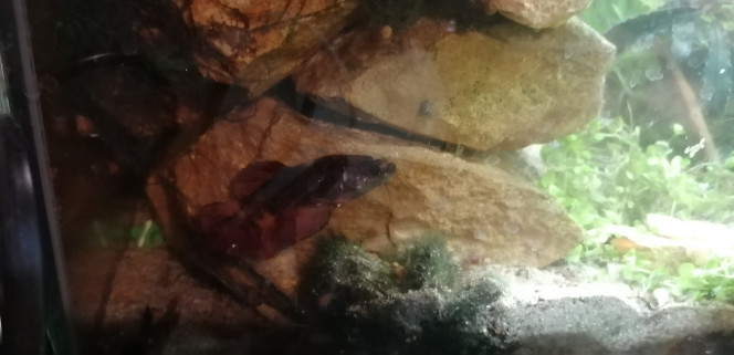 Photographie du post de Aquagarden83 