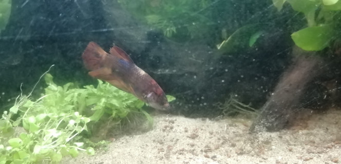 Photographie du post de Aquagarden83 