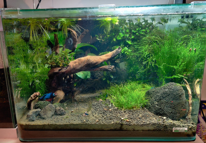 Photographie du post de Saykeer 