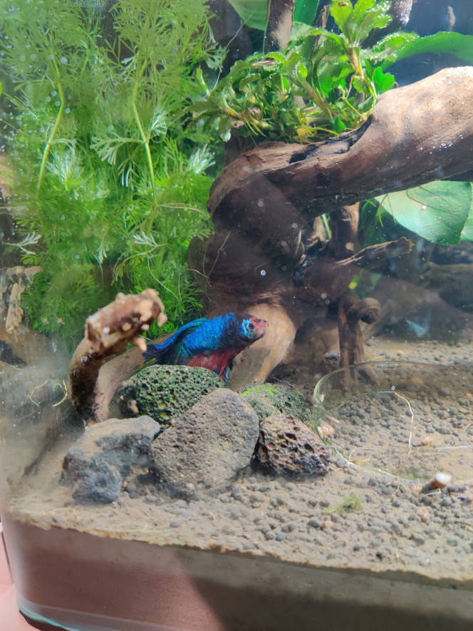 Photographie du post de Saykeer 