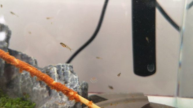 Photographie du post de Wakame 