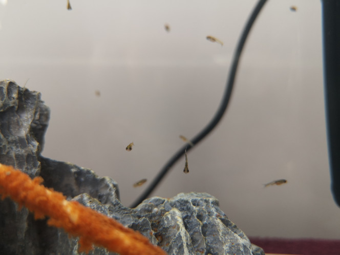 Photographie du post de Wakame 