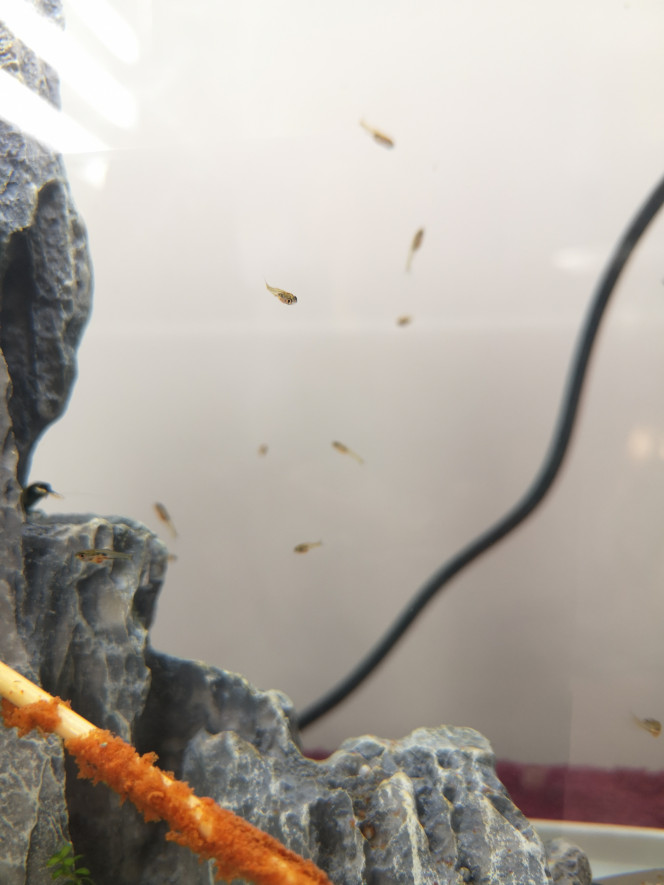 Photographie du post de Wakame 