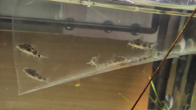 Photographie du post de Blitz 