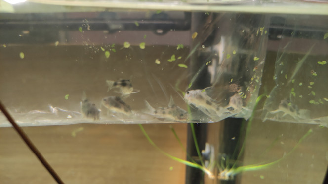 Photographie du post de Blitz 