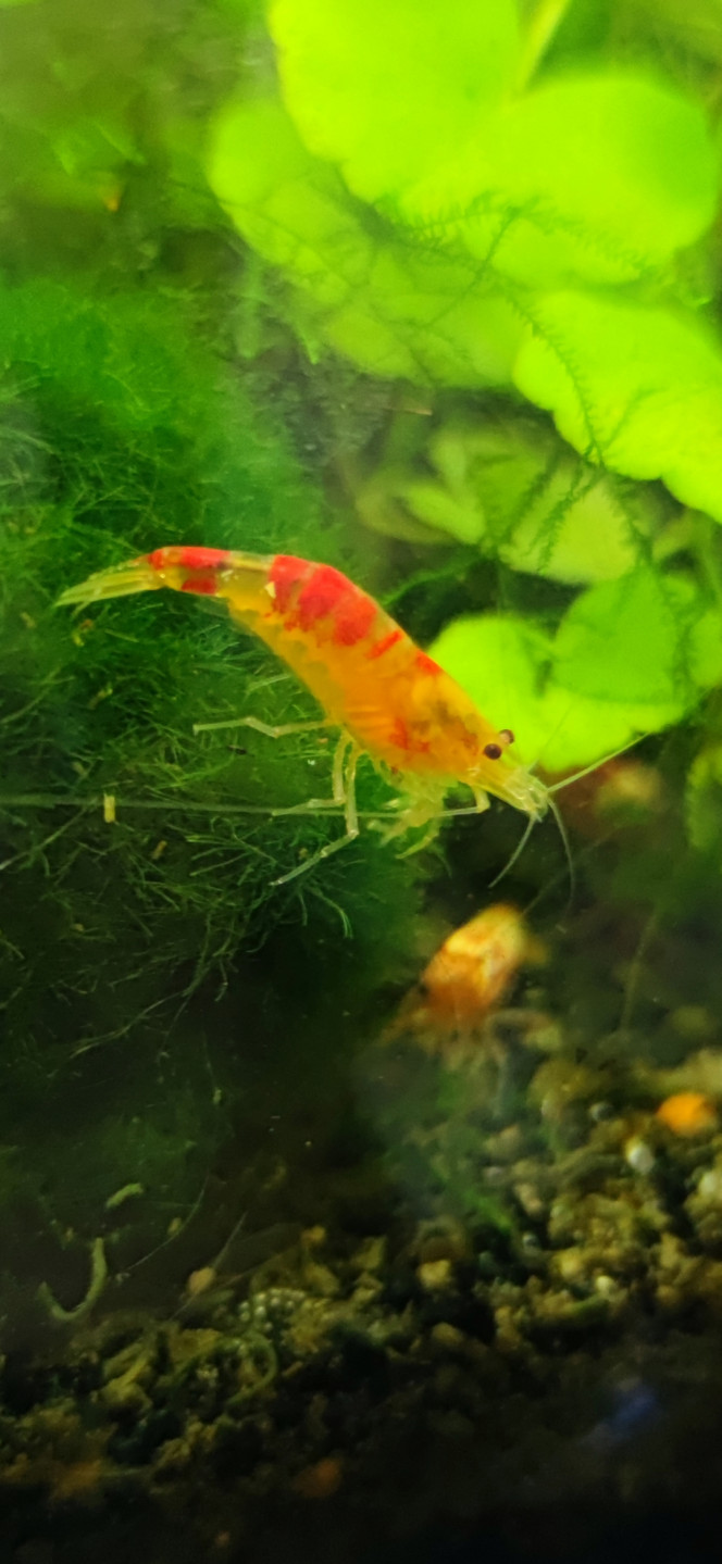 Photographie du post de Ryuu 