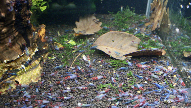 Photographie du post de TortueGeniale91 