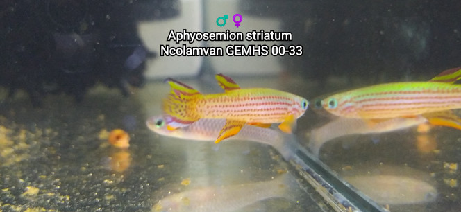 ♂️♀️ Aphyosemion striatum Ncolamvan GEMHS 00-33 Photo issus de mon bac 343