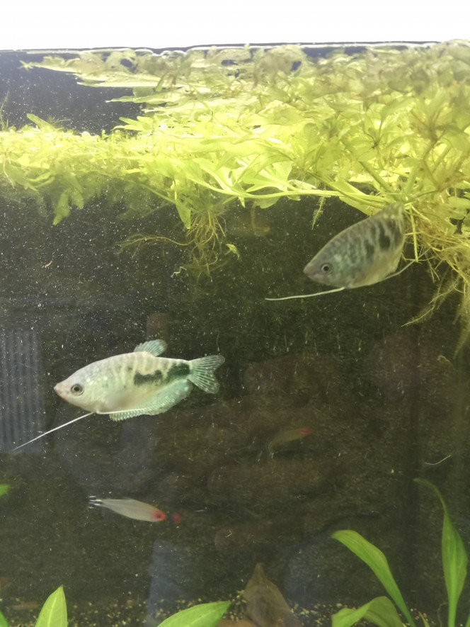 Gourami bleu 