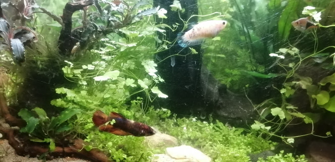 Photographie du post de Aquagarden83 