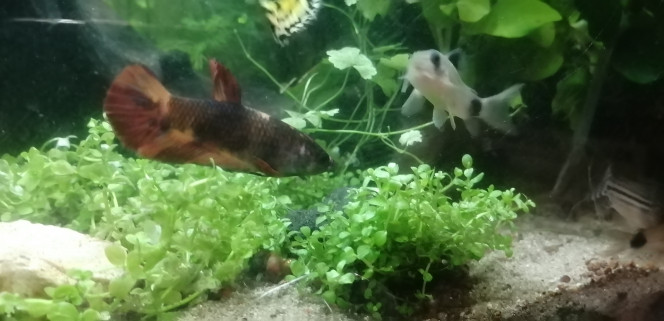 Photographie du post de Aquagarden83 