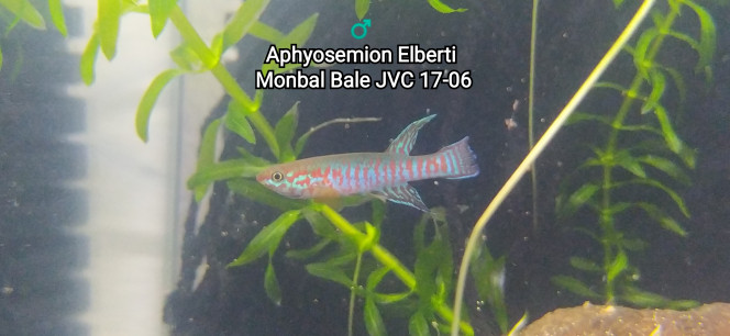 ♂️  Aphyosemion Elberti  Monbal Bale JVC 17-06 Photo issus de mon bac 341
