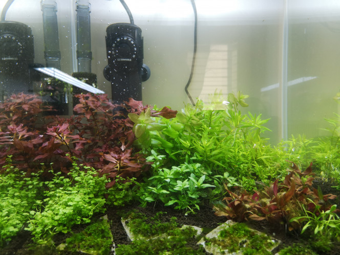 Ajout de Rotala rotundifolia 