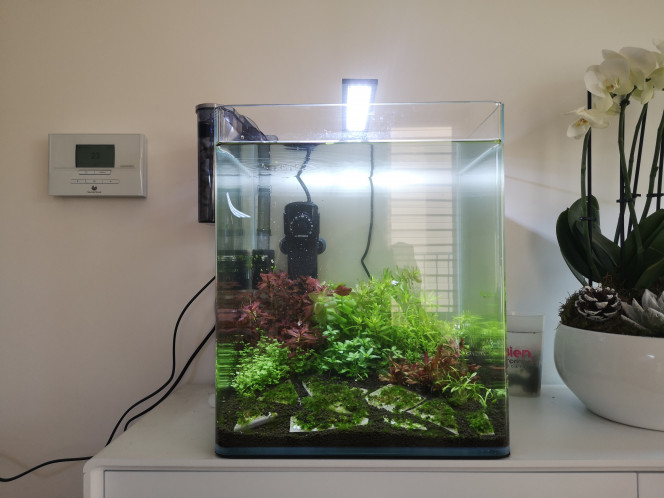 Ajout de Rotala rotundifolia 