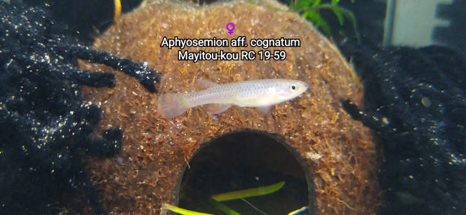 ♀️ Aphyosemion aff. cognatum  Mayitou-kou RC 19-59 Photo issus de mon bac 244