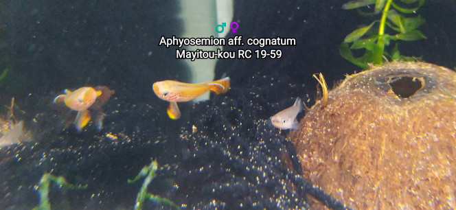 ♂️♀️ Aphyosemion aff. cognatum  Mayitou-kou RC 19-59 Photo issus de mon bac 244