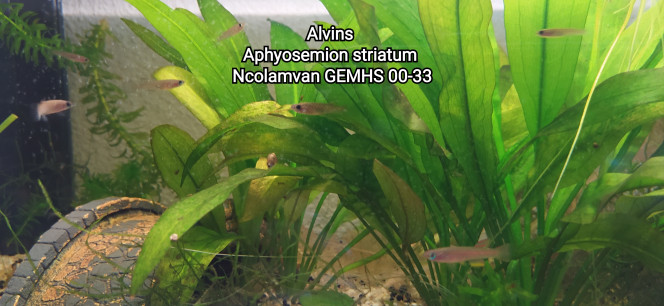 Alvin Aphyosemion striatum Ncolamvan GEMHS 00-33 Photo issu de mon bac 141