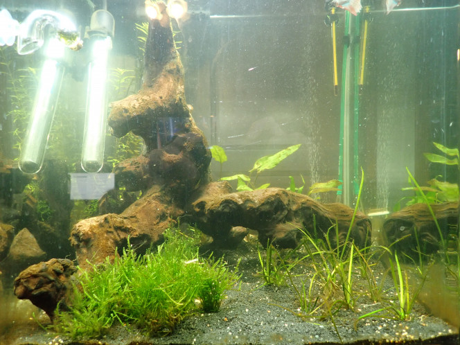 biotope bac de 4 semaine