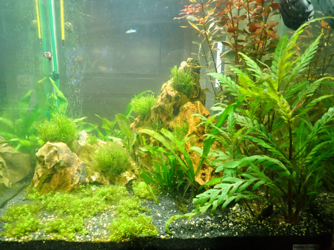 biotope 2 bac de 4 semaines