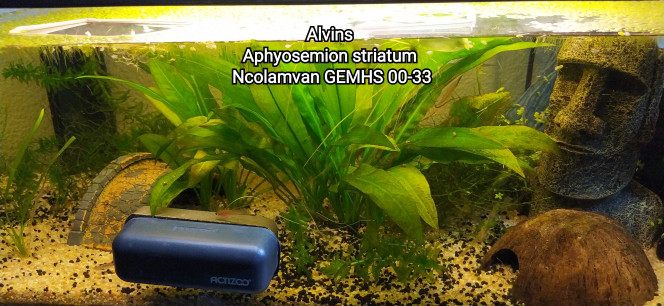 Alvins  Aphyosemion striatum  Ncolamvan GEMHS 00-33 Photo issus de mon bac 141