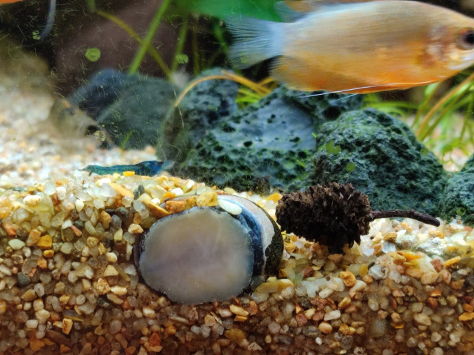 Neritina pulligera Bonjour a tous ,
Plusieurs heures qu'il s'est a moitié enfouie dans le sable le long de la vitre  en mode statique   . 
Je ne sais pas si c'est un comportement habituelle car toute première fois que j'ai des ? en aqua ..
