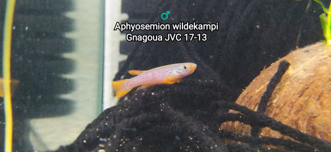 ♂️  Aphyosemion wildekampi Gnagoua JVC 17-13 Photo issus de mon bac 242