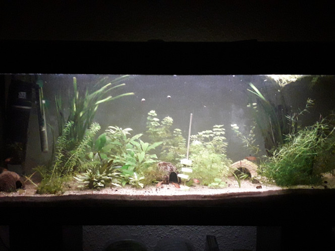  Concombre party ^^ les otocinclus adorent :)