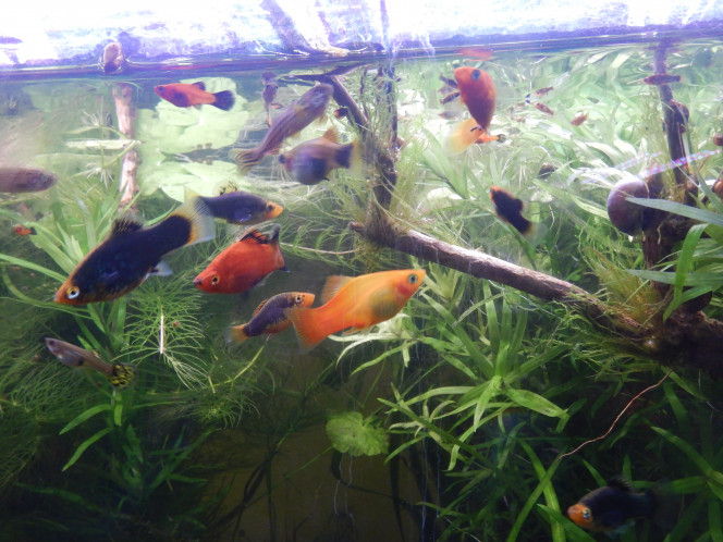 Mes premiers poissons 