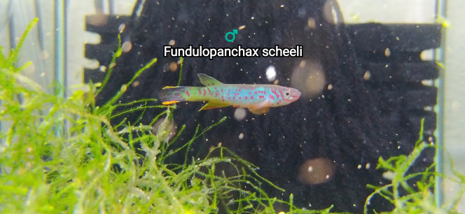 ♂️  Fundulopanchax scheeli Photo issus de mon bac 243
