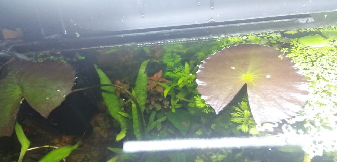 Photographie du post de Aquagarden83 