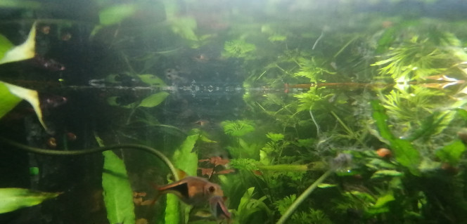 Photographie du post de Aquagarden83 