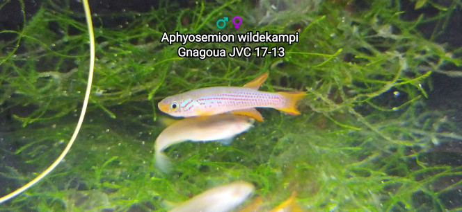 ♂️♀️ Aphyosemion wildekampi Gnagoua JVC 17-13 Photo issus de mon bac 242