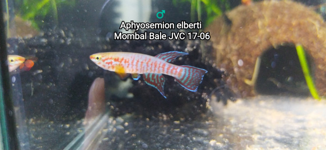 ♂️  Aphyosemion elberti  Mombal Bale JVC 17-06 Photo issus de mon bac 341