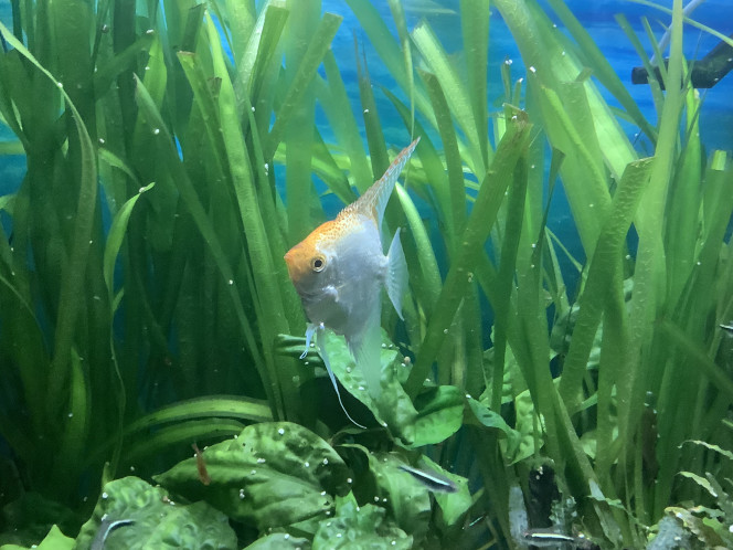 Mon Gold 