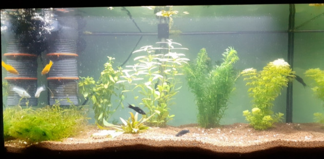 Bac 60L mollys Début de ma passion l'aquariophilie.
Petite erreur d'avoir choisi les mollys pour un 60L