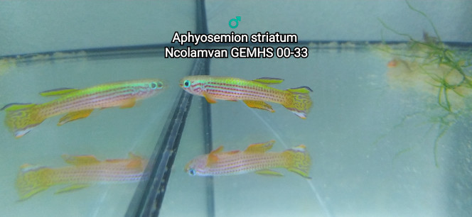 ♂️ Aphyosemion striatum Ncolamvan GEMHS 00-33 Photo issus de mon bac 344