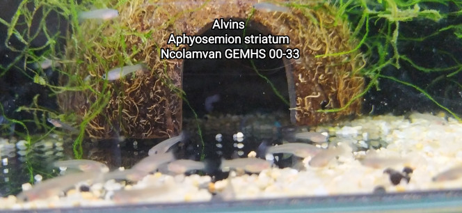 Alvins Aphyosemion striatum Ncolamvan GEMHS 00-33 Photo issus de mon bac 134