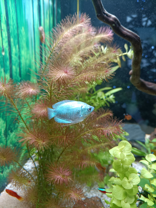 Photographie du post de Fish59 