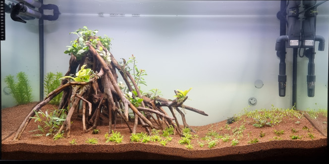 Jours 6 Voilà début d'un aquascape pour le moment il va rester comme ça pendant un mois ensuite en fonction de la colonisation des plantes d'autres plantes sera introduit dans l'interstice de la racine et sur le fond de l'aquarium les plantes ne sont pas encore défini mais sûrement de la rotala bonsaï quelques echinodorus pour le moment mon éclairage est à 5.000 lumens en fonction des plantes ajoutés je verrai si je change mon éclairage pour monter à 9000 lumens