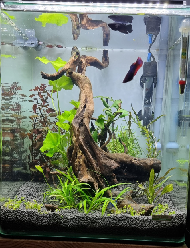 Jours 1 Voici une photo d'une remise à niveau de mon 30 litres Dennerle effectué le 20 décembre 2021