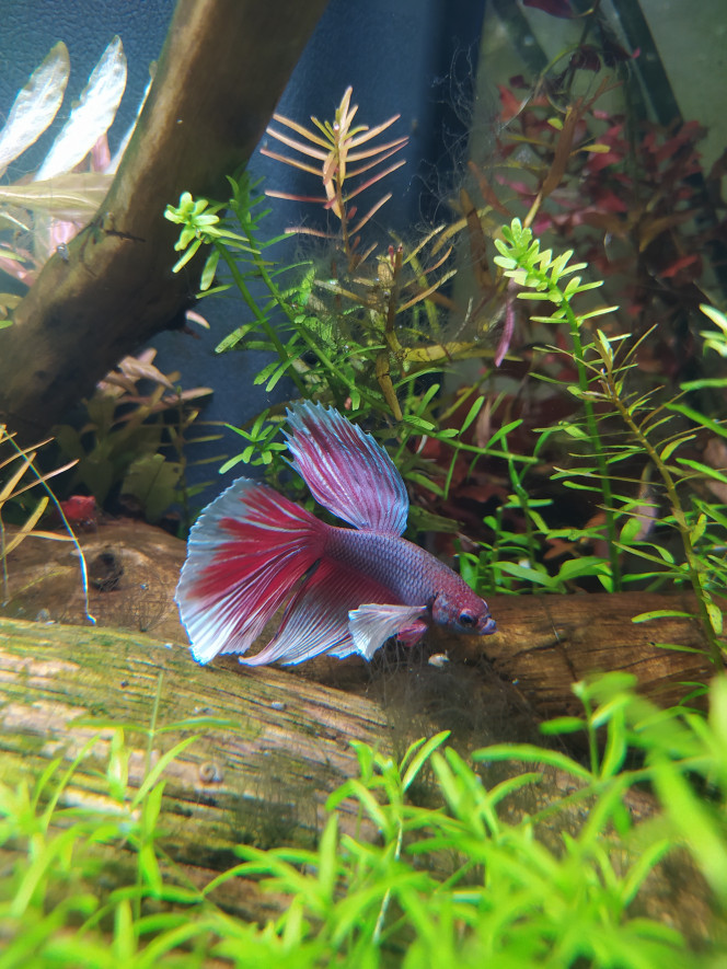 Introduction Betta Arrivée de Spaetzle, Betta splendens Elephant