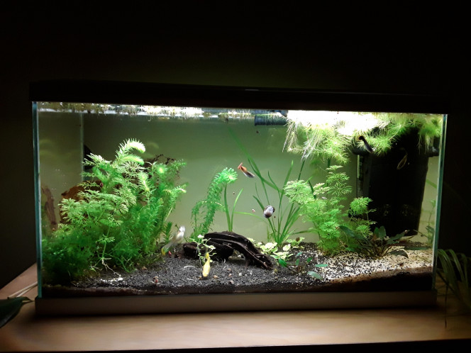 Changements Suite à une invasion d'hydres (dont je n'arrive pas à savoir comment elles sont arrivées là... ) j'ai dû virer mon echinodorus il y a 3 jours. Une de mes guppynettes (rouge) est aussi arrivée au bout de sa vie. Un nettoyage minutieux, un gros changement d'eau et quelques petites plantations plus tard, je croise les doigts pour les hydres, je n en détecte plus depuis deux jours :)