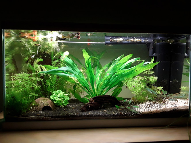 Changements Suite à une invasion d'hydres (dont je n'arrive pas à savoir comment elles sont arrivées là... ) j'ai dû virer mon echinodorus il y a 3 jours. Une de mes guppynettes (rouge) est aussi arrivée au bout de sa vie. Un nettoyage minutieux, un gros changement d'eau et quelques petites plantations plus tard, je croise les doigts pour les hydres, je n en détecte plus depuis deux jours :)
